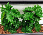 Reptile Plants for Terrarium, Amphibian Habitat Decor Artificial Hanging Plants with Suction Cup, Artificial Plants for Gecko Chameleon Snake Tortoise Tank Accessories. 2-Pack (Monstera) - Image 11