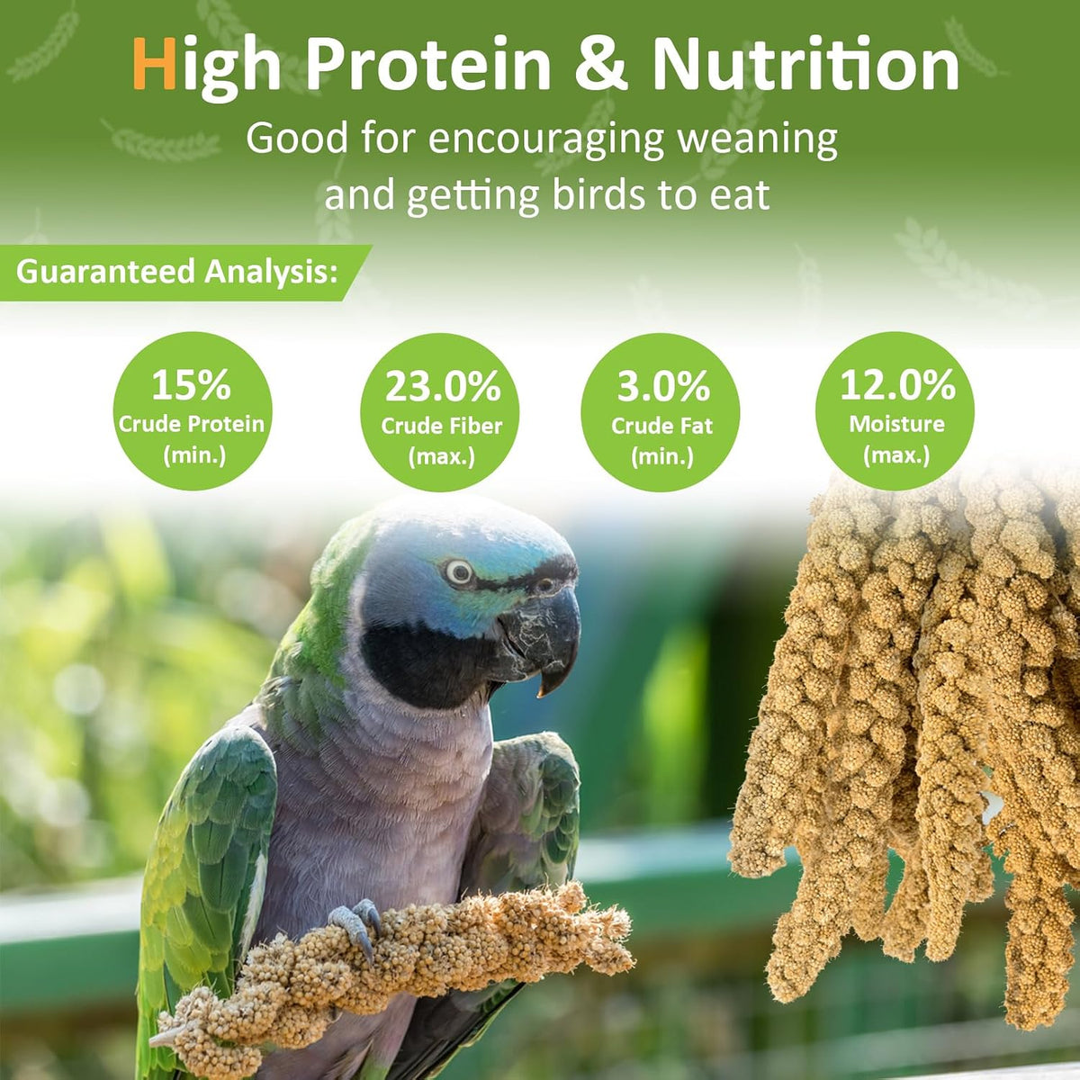 Golden sun-dried millet grains showing premium quality texture