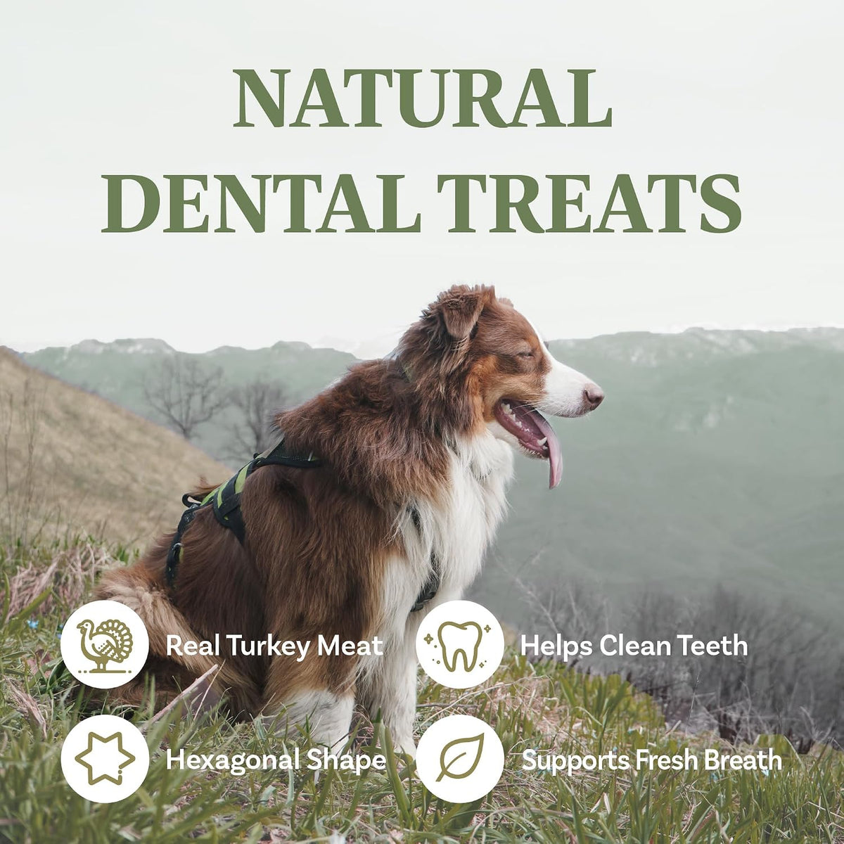 Natural turkey dental chews for dogs in hexagonal shape