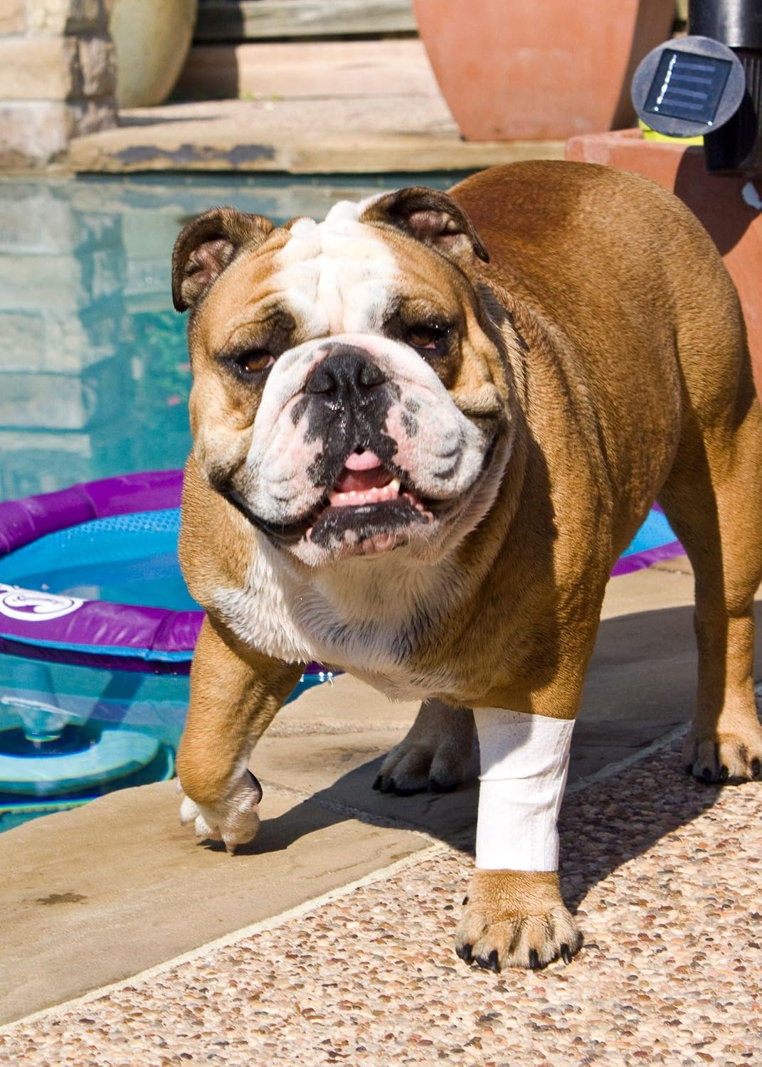 Comparison of PawFlex tubular cover applied to pet paw