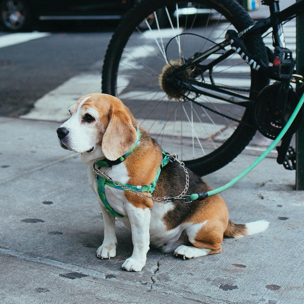 Heavy duty chrome alloy twin pet splitter leash attached to two harness rings
