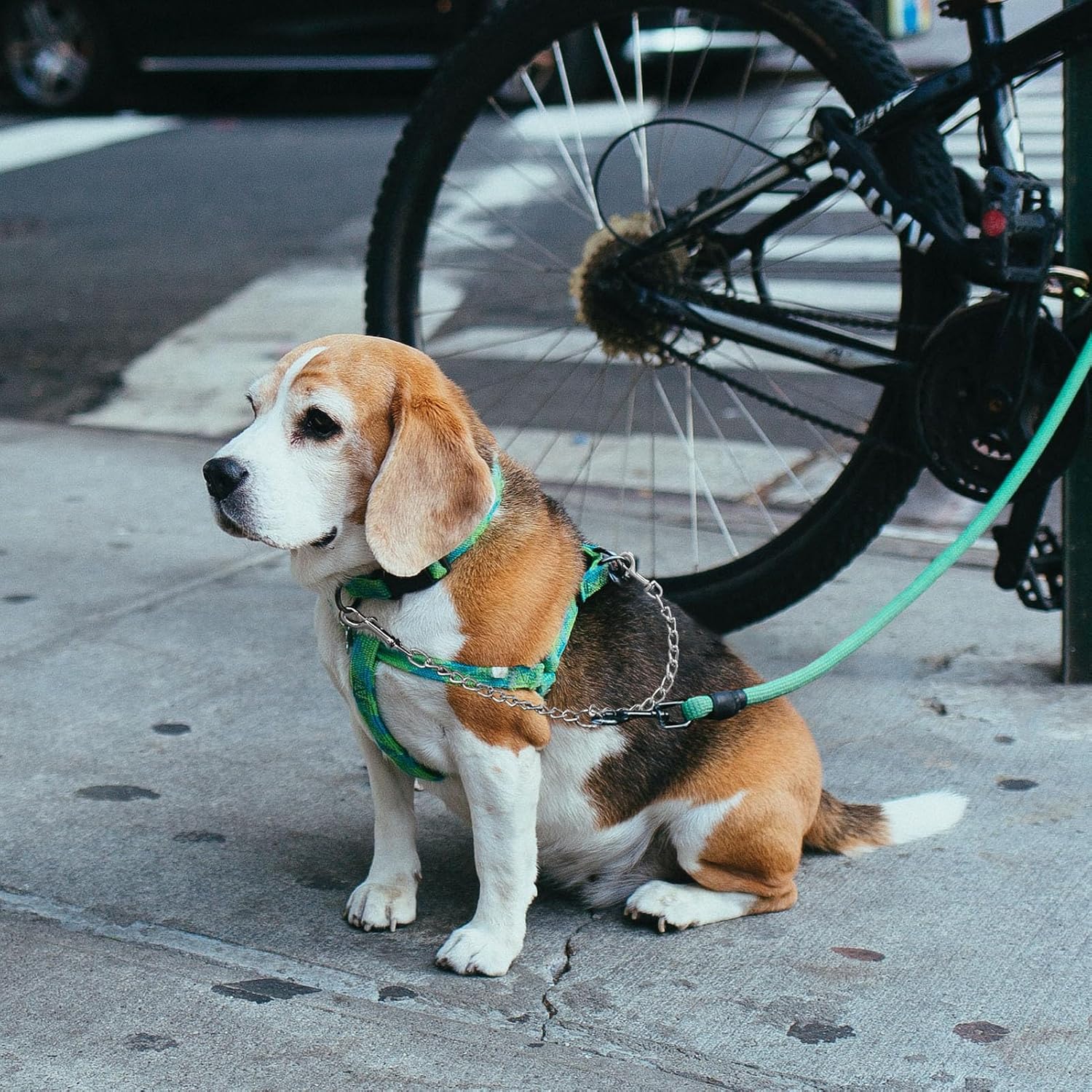 Heavy duty chrome alloy twin pet splitter leash attached to two harness rings