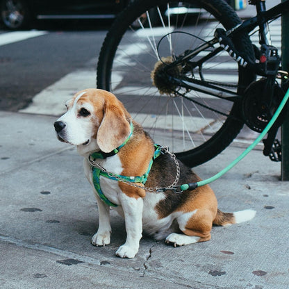Heavy duty chrome alloy twin pet splitter leash attached to two harness rings
