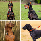 Plutus Pet premium escape proof dog collar flat lay lifestyle shot