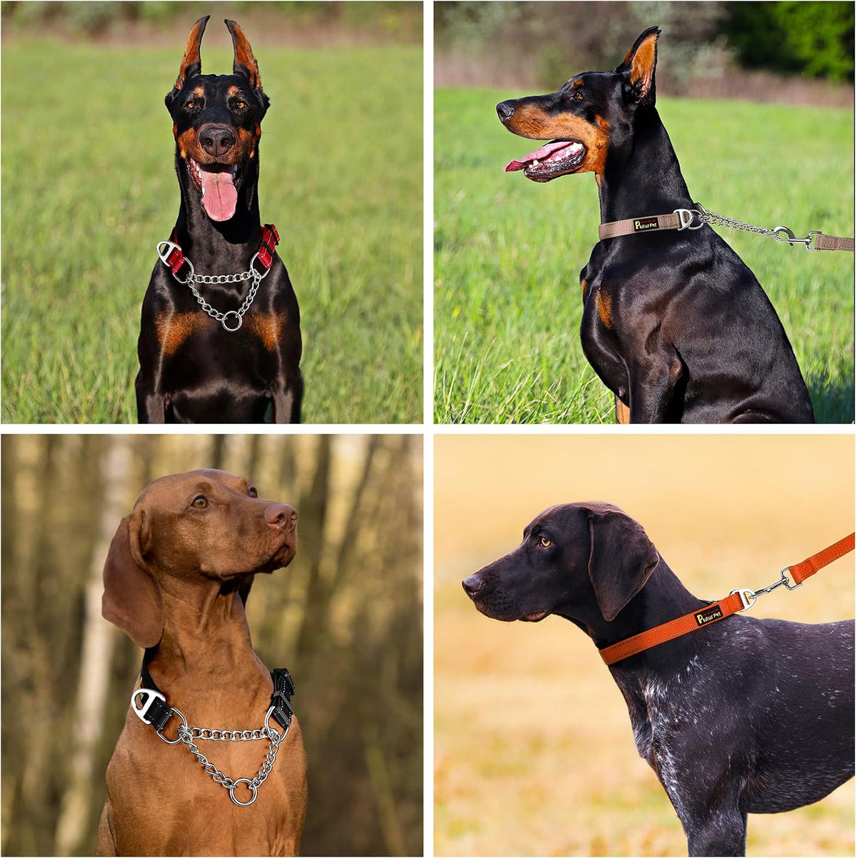 Plutus Pet premium escape proof dog collar flat lay lifestyle shot