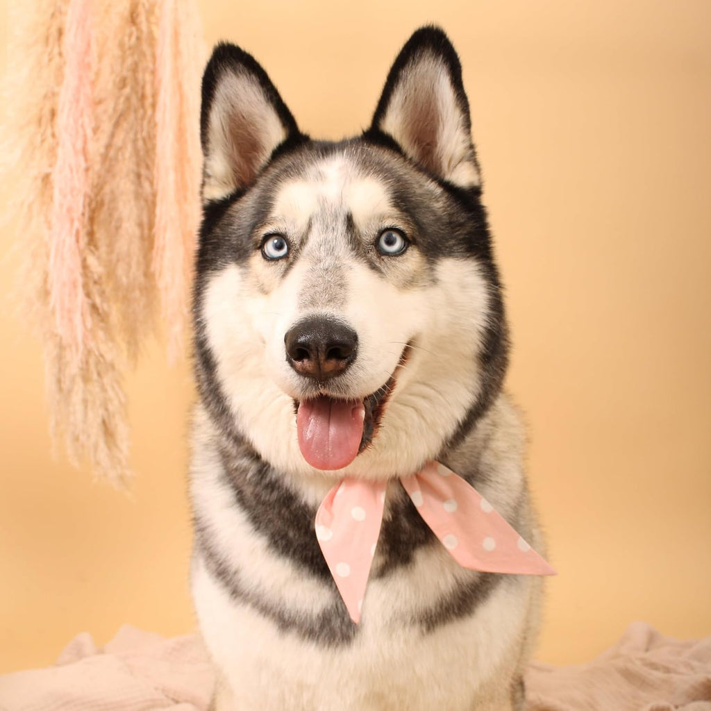Adjustable snap buttons on the premium cotton pink polka dot pet bowtie collar.