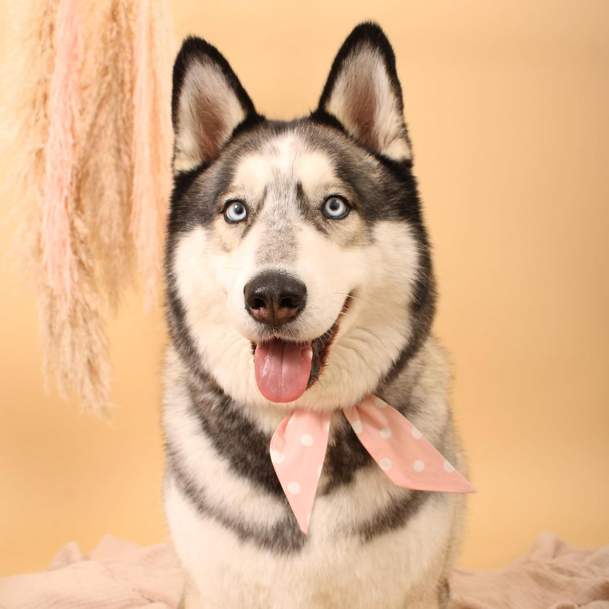 Adjustable snap buttons on the premium cotton pink polka dot pet bowtie collar.