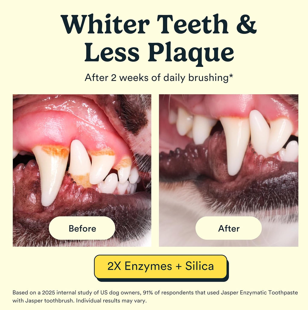 Jasper natural pet dental cleaning kit packaging detailing the premium USA imported ingredients.