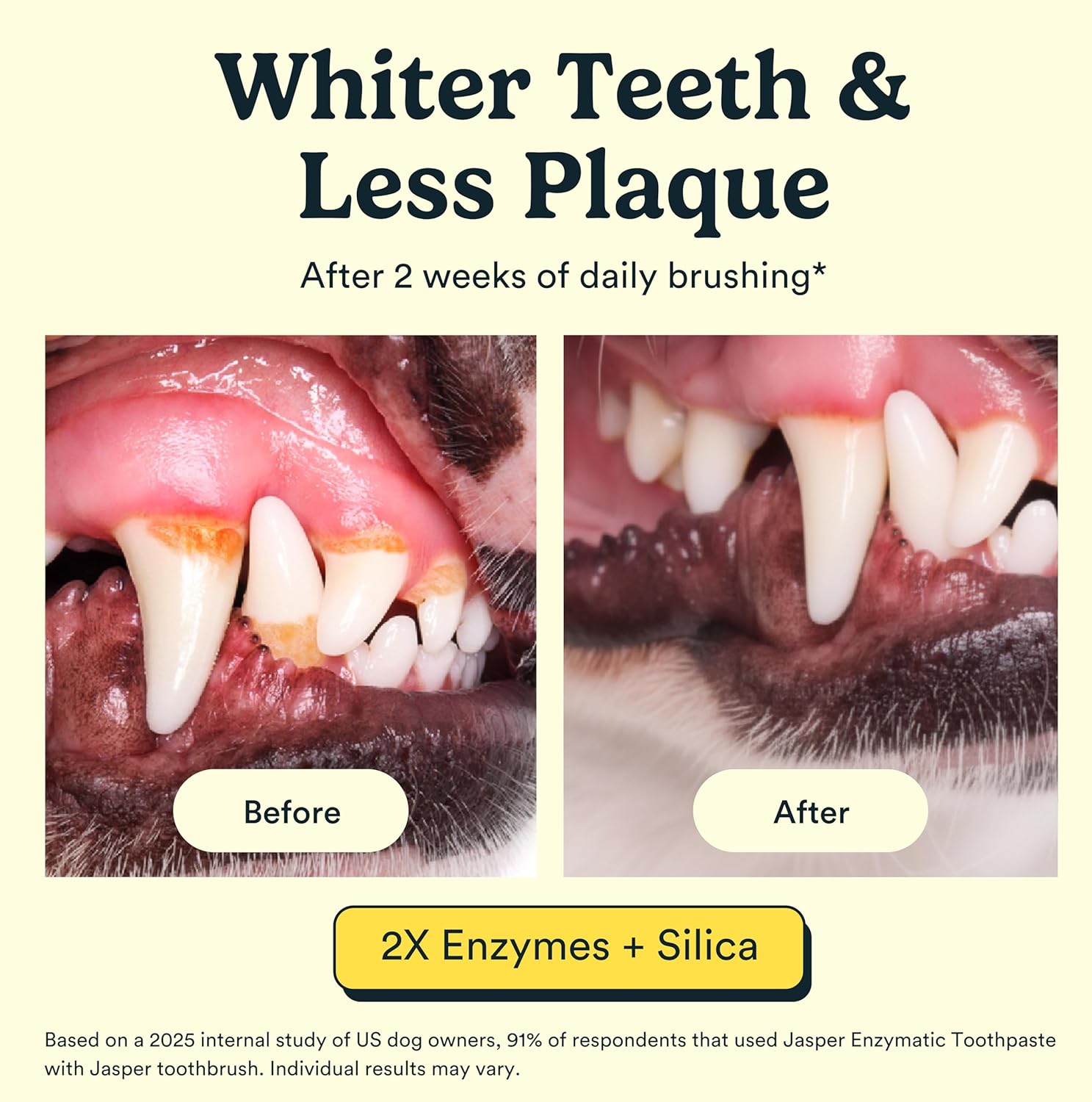 Jasper natural pet dental cleaning kit packaging detailing the premium USA imported ingredients.