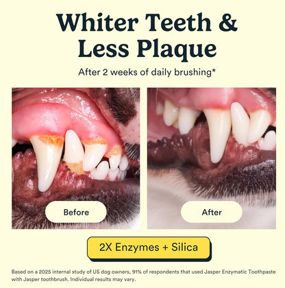 Jasper natural pet dental cleaning kit packaging detailing the premium USA imported ingredients.