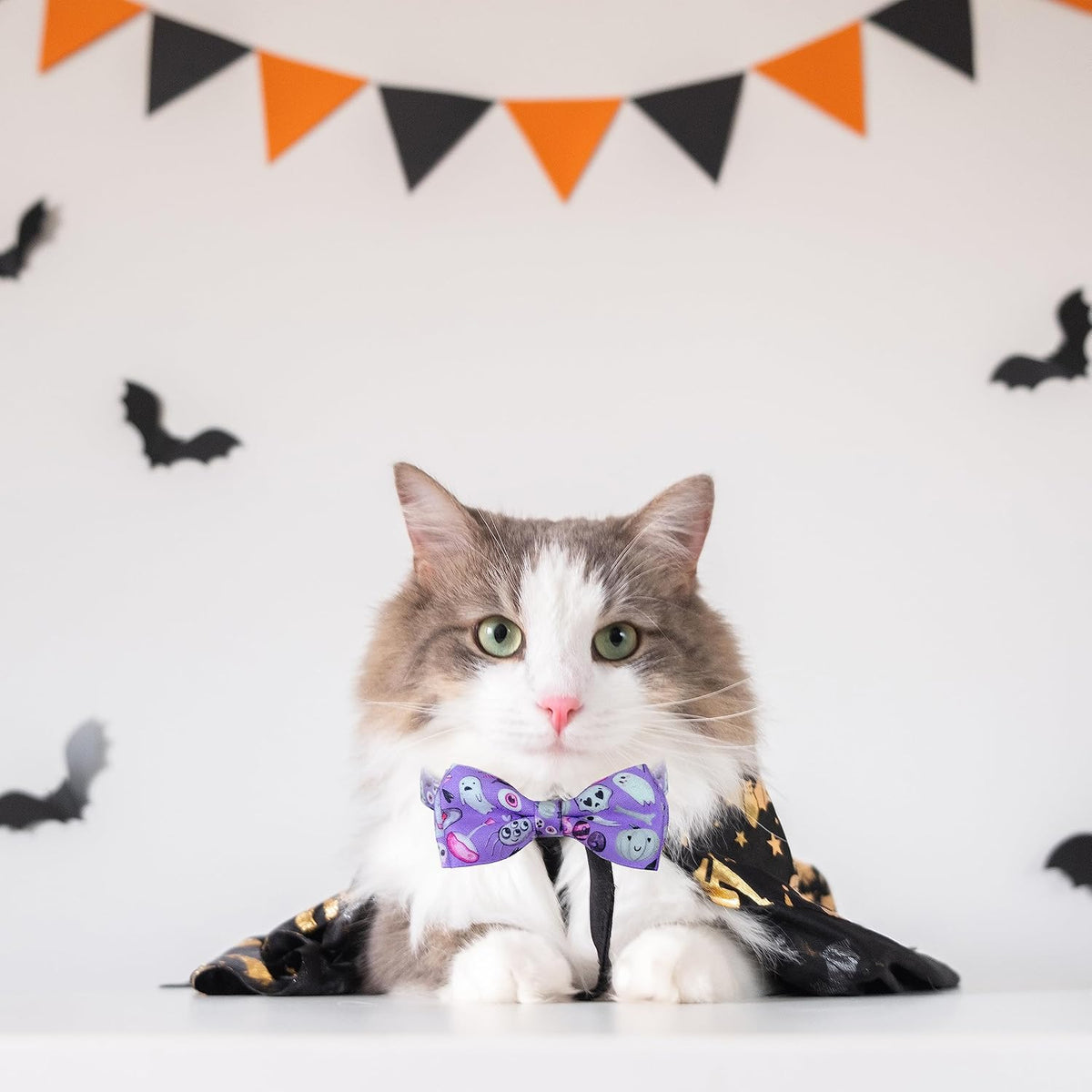 Cat wearing Pohshido holiday bandana and collar set