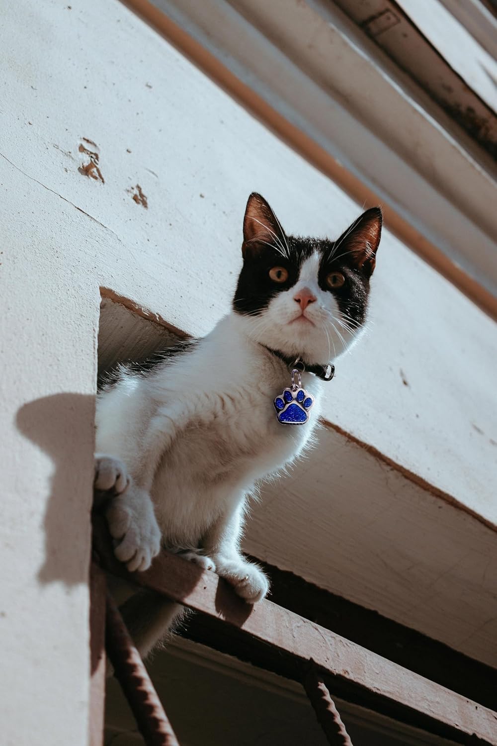 Customized io tags pet collar accessory with attached silver split ring