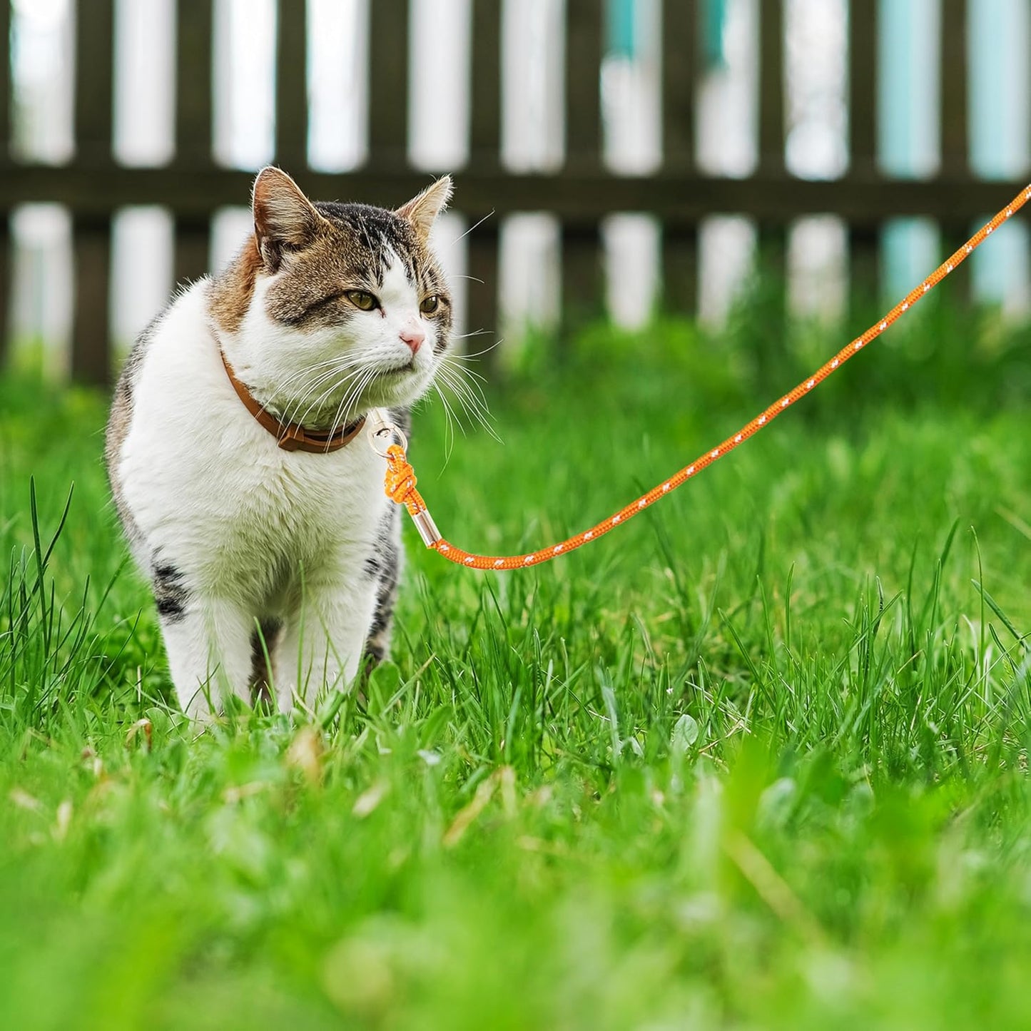 Cherpet 15 foot long lead for yard play