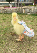 Waterproof lining detail inside HEZHUO chicken diaper