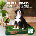 Small dog using Fresh Patch indoor grass potty