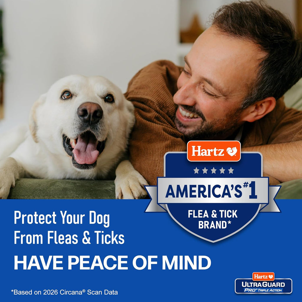 Cairn Terrier wearing Hartz reflective flea and tick prevention collar