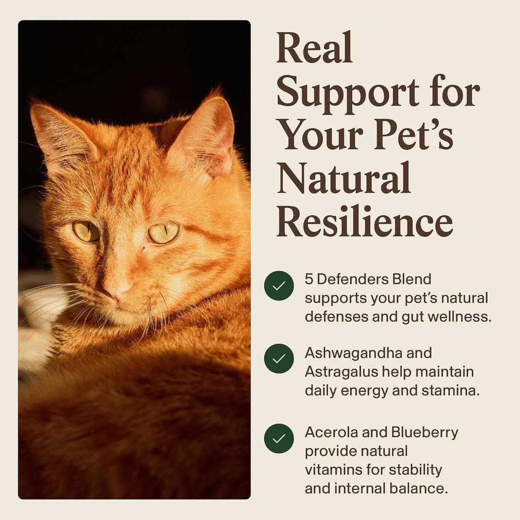 Real Mushrooms grain-free soft treats for dog allergy itching relief.
