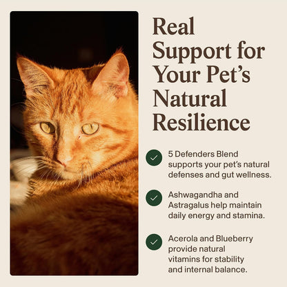 Real Mushrooms grain-free soft treats for dog allergy itching relief.