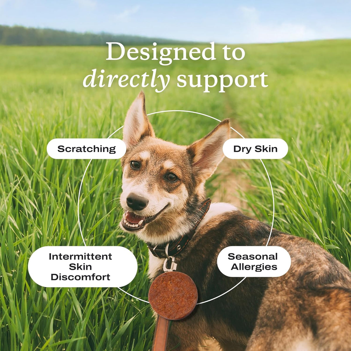 PetLab Co. allergy support chews showing ingredients like turmeric and honey