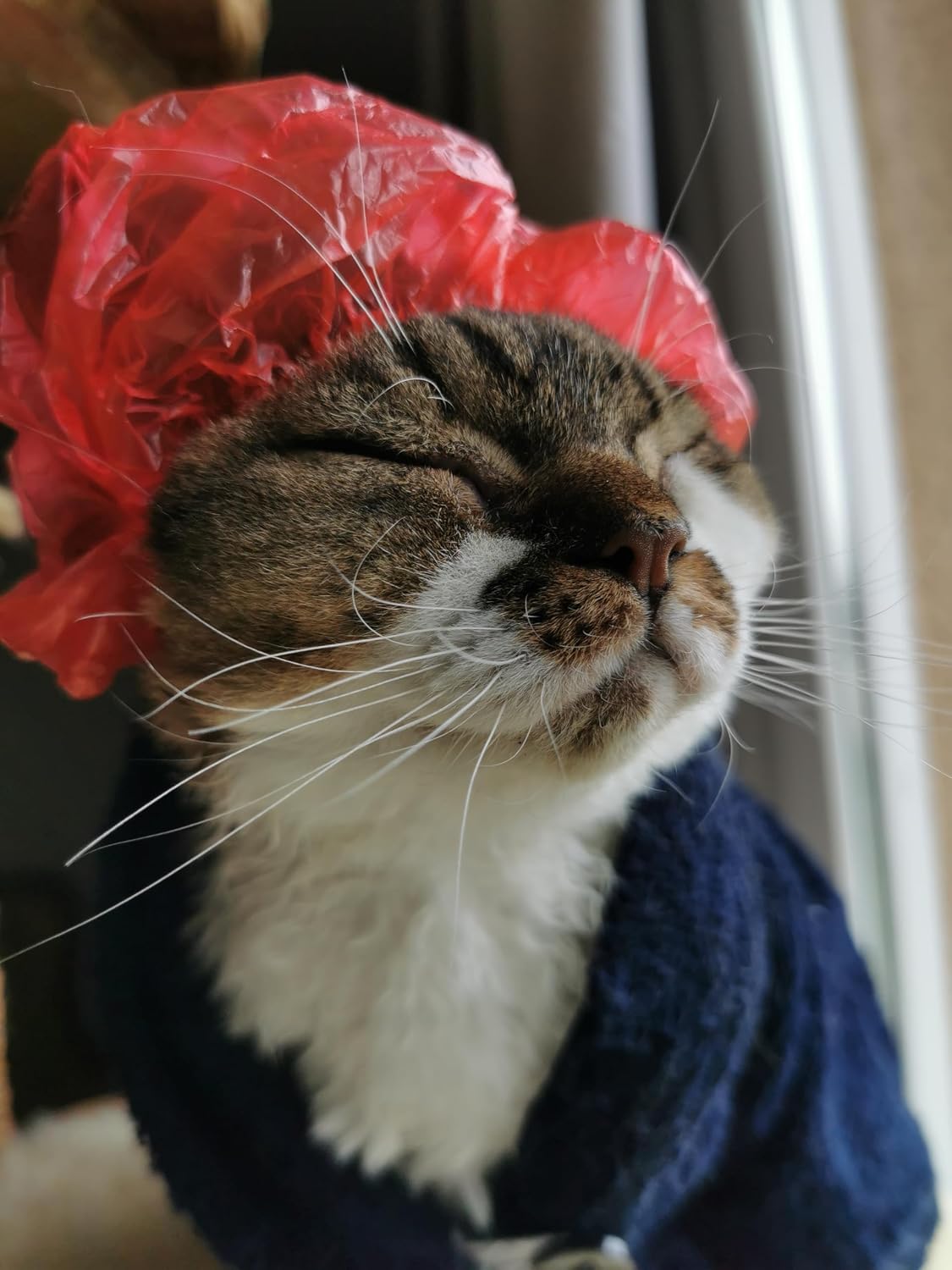 Waterproof LDPE shower caps for small pet grooming