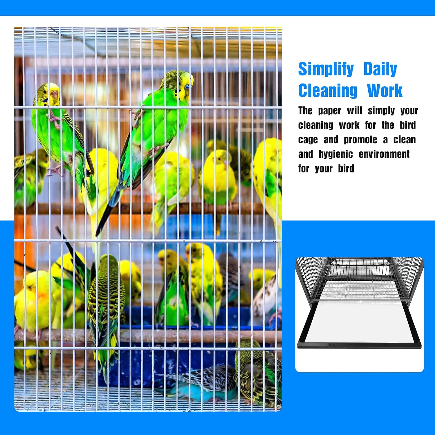 Sun Conure bird in a cage with clean liner tray