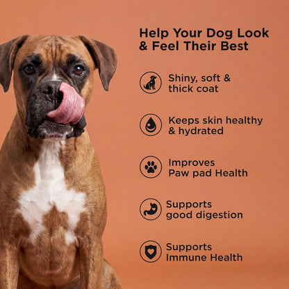 Go! Solutions chicken free salmon recipe dog food kibble details close up view