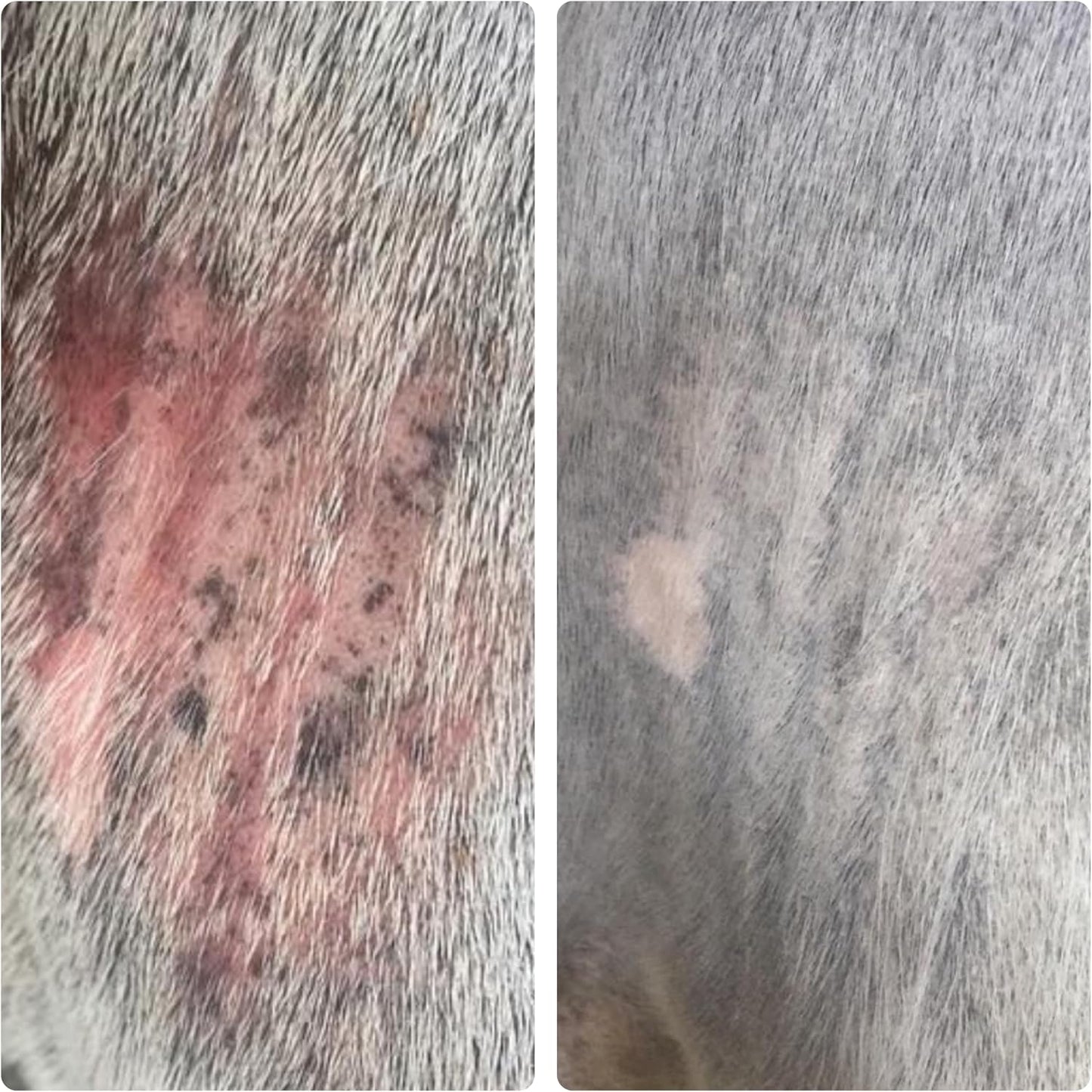 Authentic imported USA horse grooming spray by Elemental Equine for hair regrowth.
