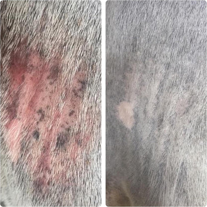 Authentic imported USA horse grooming spray by Elemental Equine for hair regrowth.