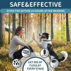 Waterproof flea prevention collar on a dog