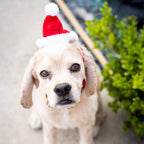 Adjustable elastic strap detail on holiday pet accessory