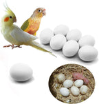 Foiburely solid parrot plastic dummy eggs front view for small birds.