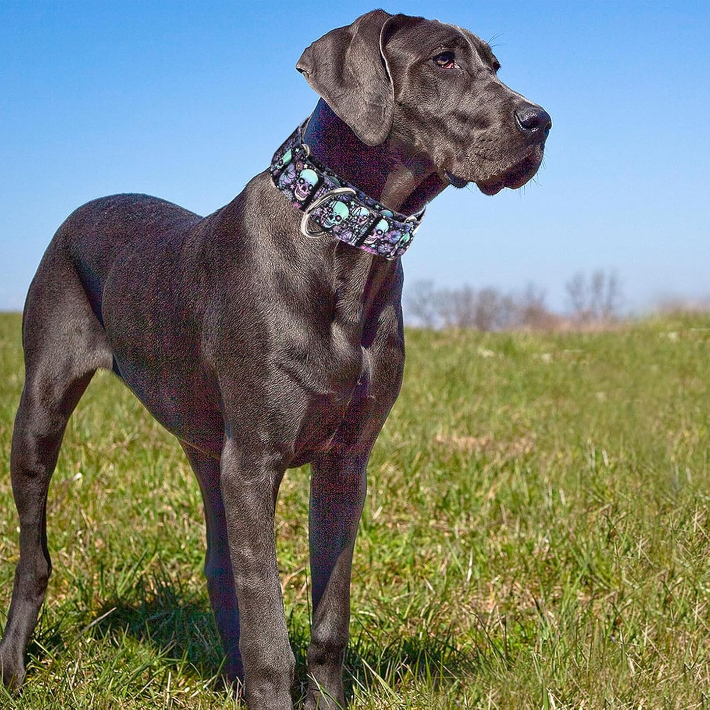 Wide one point five inch thick nylon dog collar with skull design