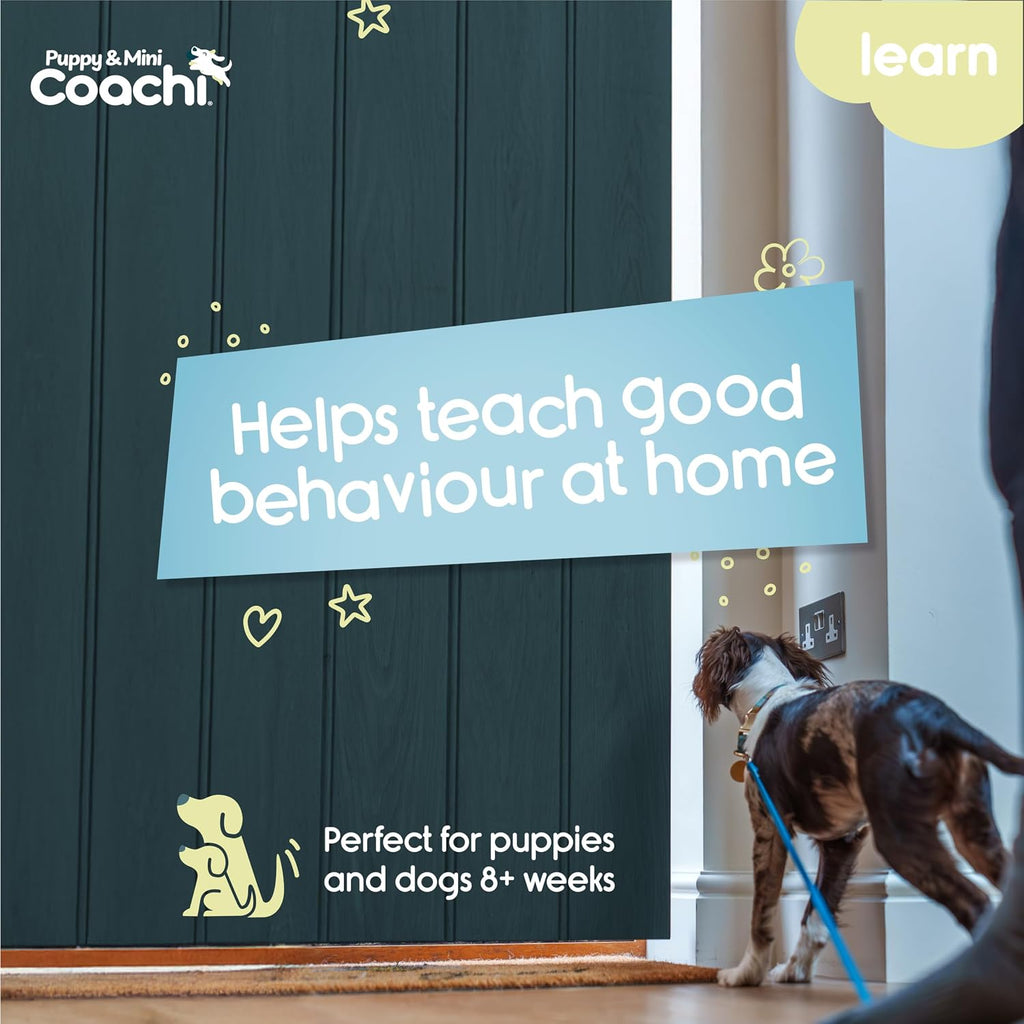 Coachi 2.5-meter lightweight puppy line attached to a small dog harness indoors.
