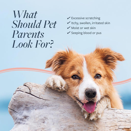 Veterinary Formula Clinical Care oatmeal conditioner for dogs and cats close up
