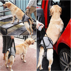 Dog using Dotoner hind leg support harness on stairs