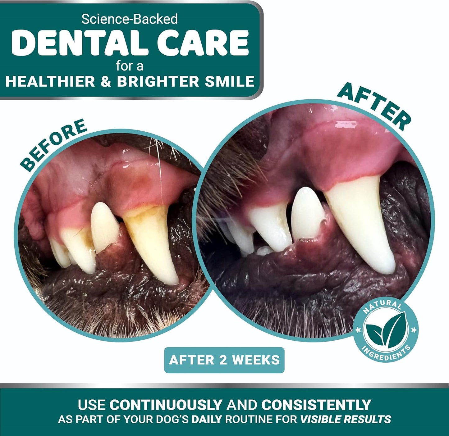 Green powder formula for dog teeth cleaning sprinkled on top of kibble