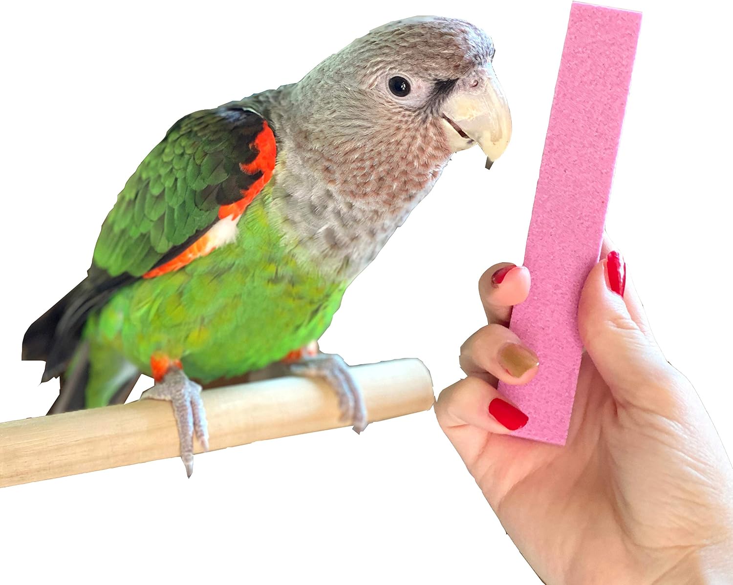 Parrot Wizard Parrot Nail Trimmer Stone front view bird grooming tool