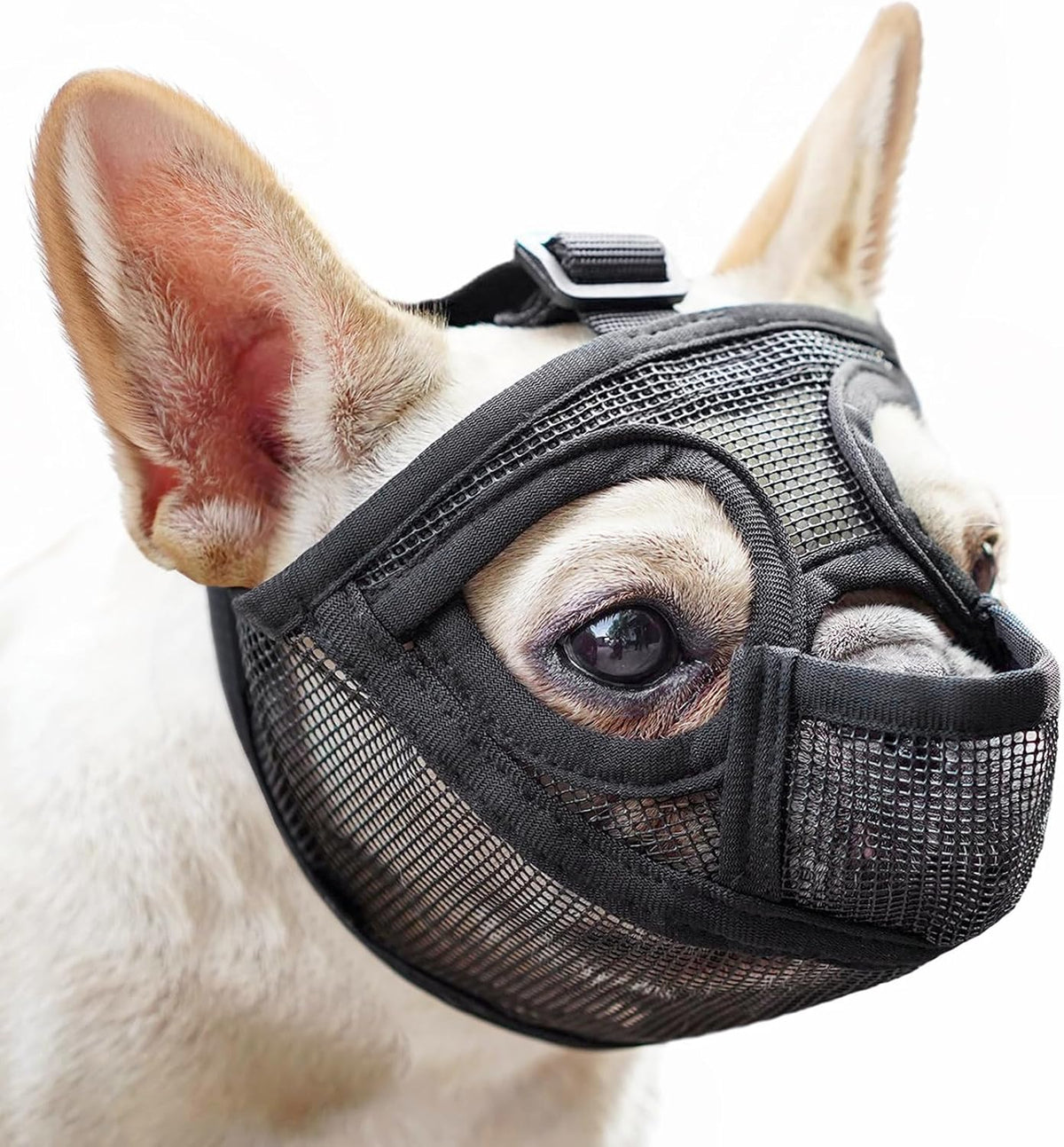 Mayerzon short snout dog muzzle front view on a French Bulldog