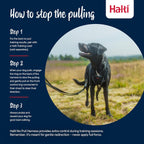 Halti no pull harness front control ring detail