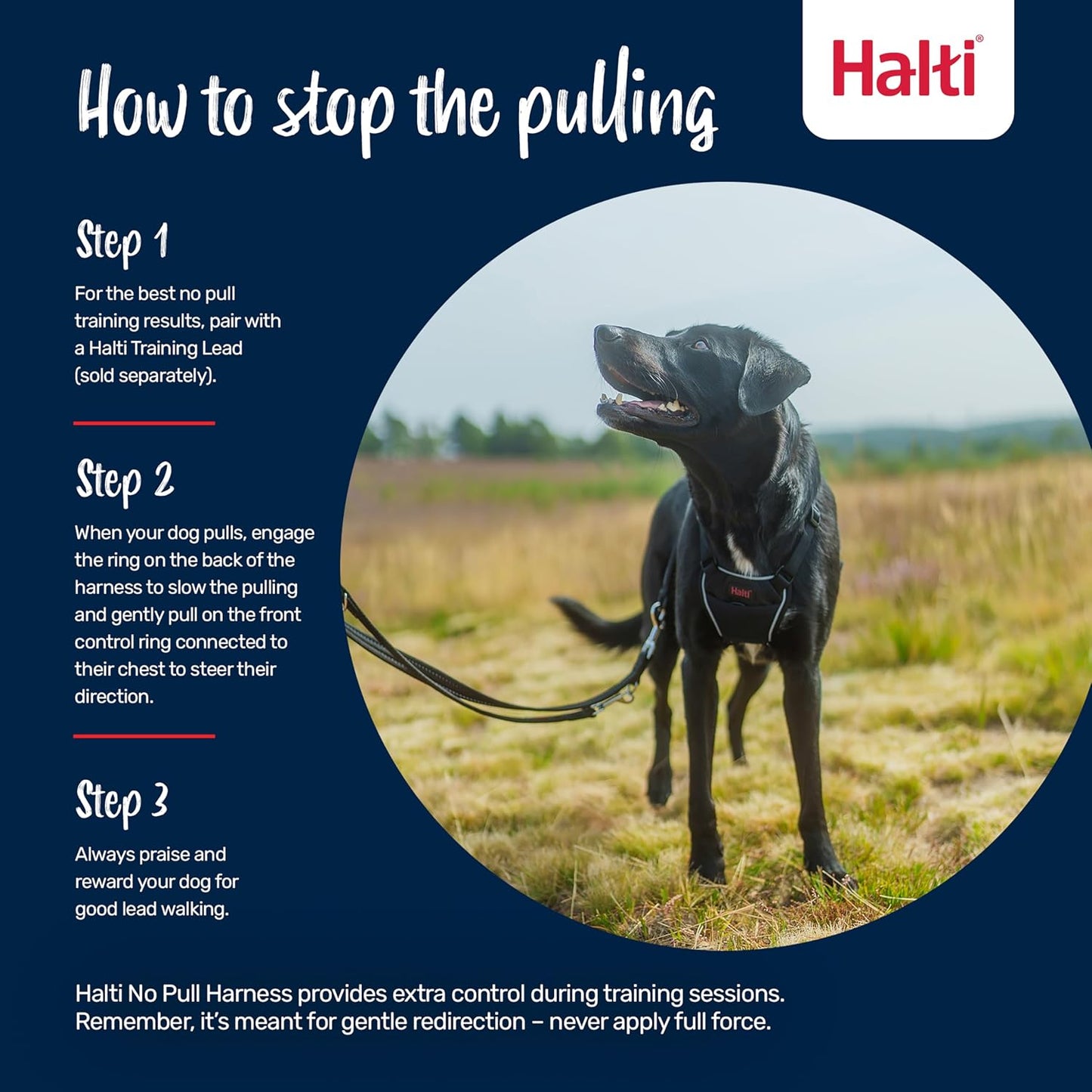 Halti no pull harness front control ring detail
