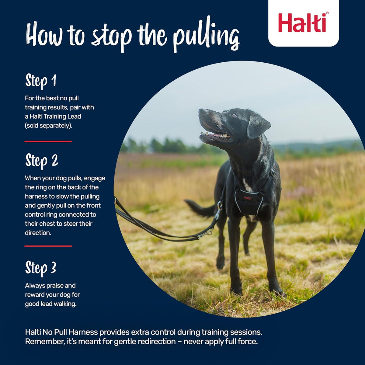 Halti no pull harness front control ring detail