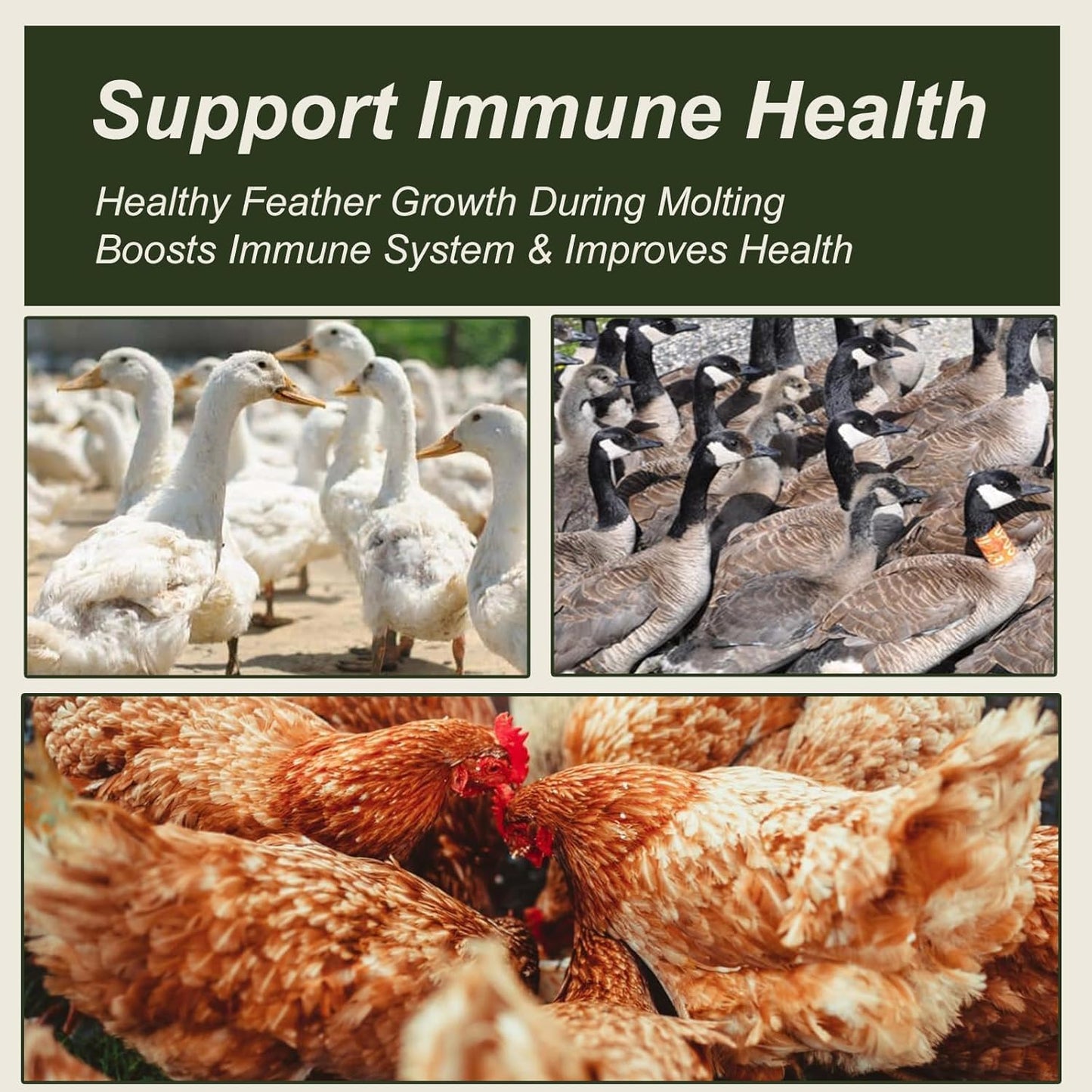 Premium bird food non GMO mealworms in bulk packaging
