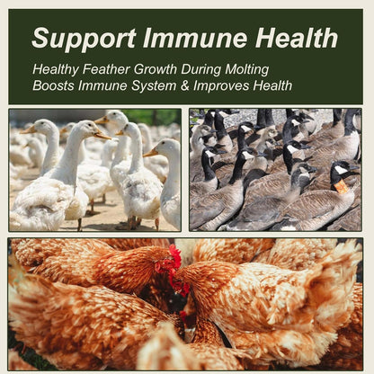 Premium bird food non GMO mealworms in bulk packaging