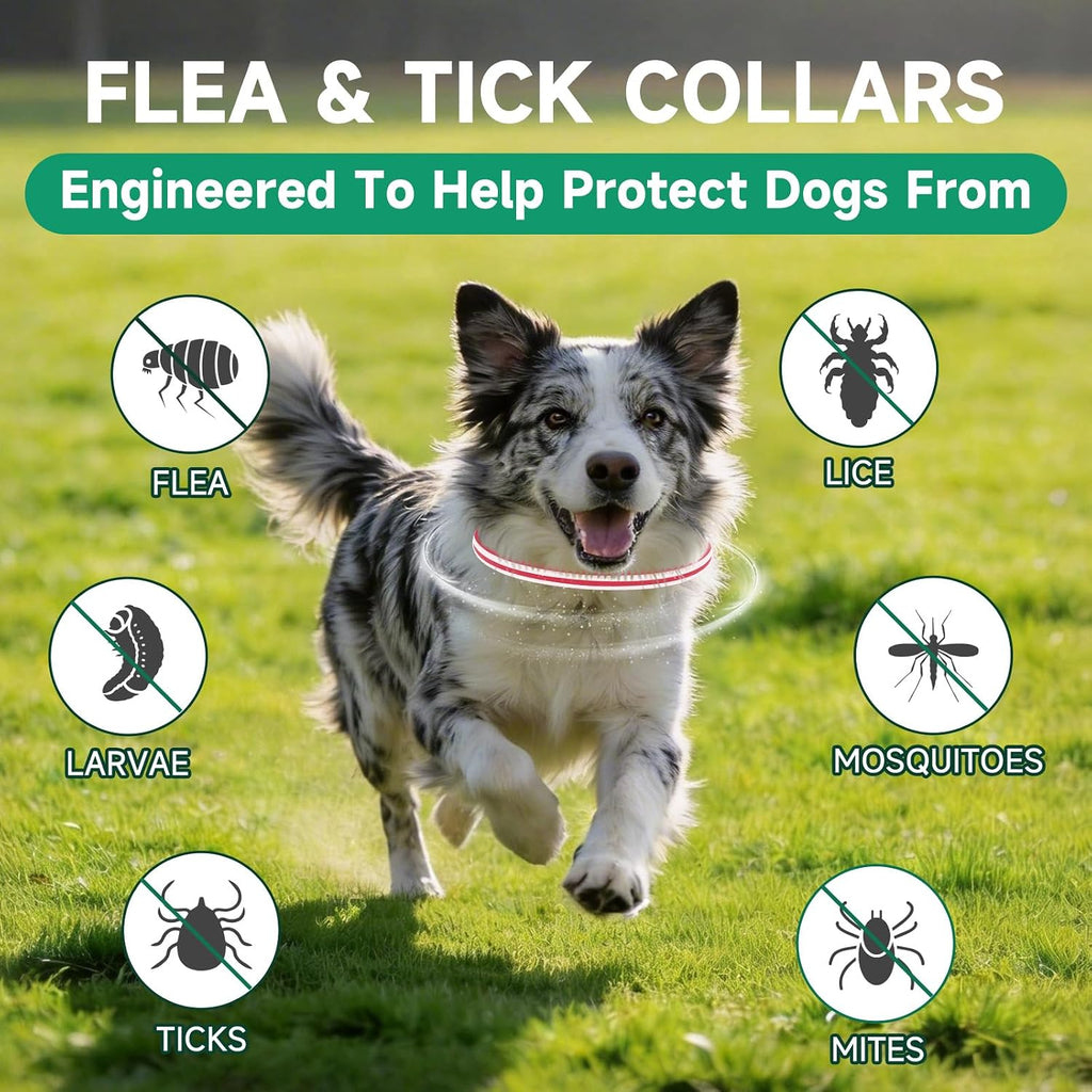 Close up of Woyamay dog flea collar showing adjustable buckle detail