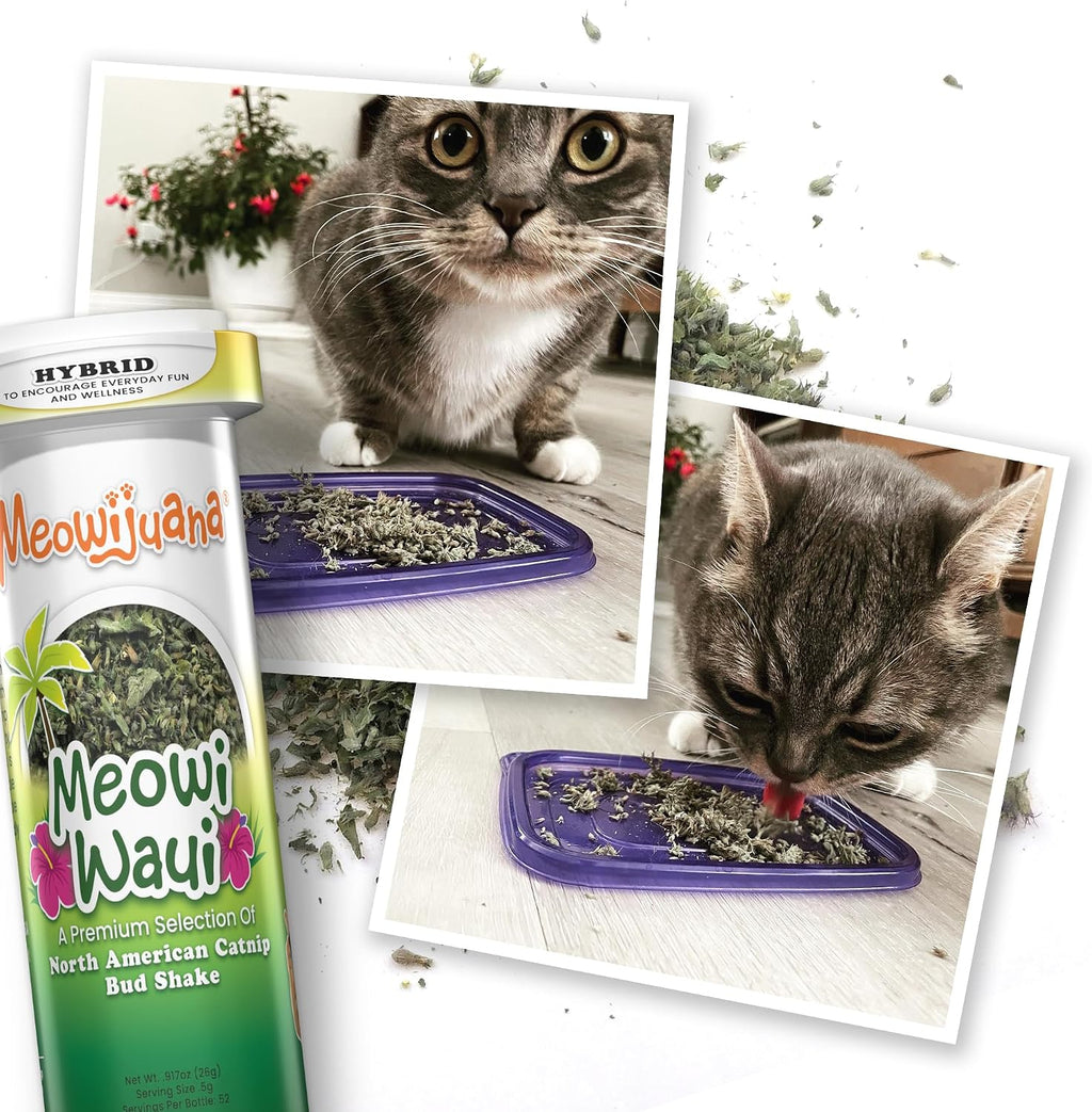 High potency Meowi Waui catnip bud shake bottle highlighting the 100 percent natural label.