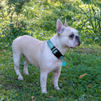 Ladoogo dog collar quick release buckle close up