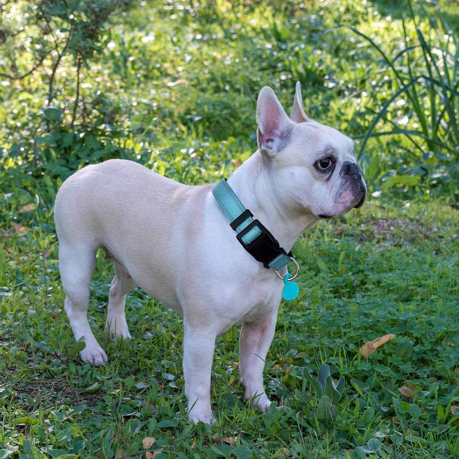 Ladoogo dog collar quick release buckle close up