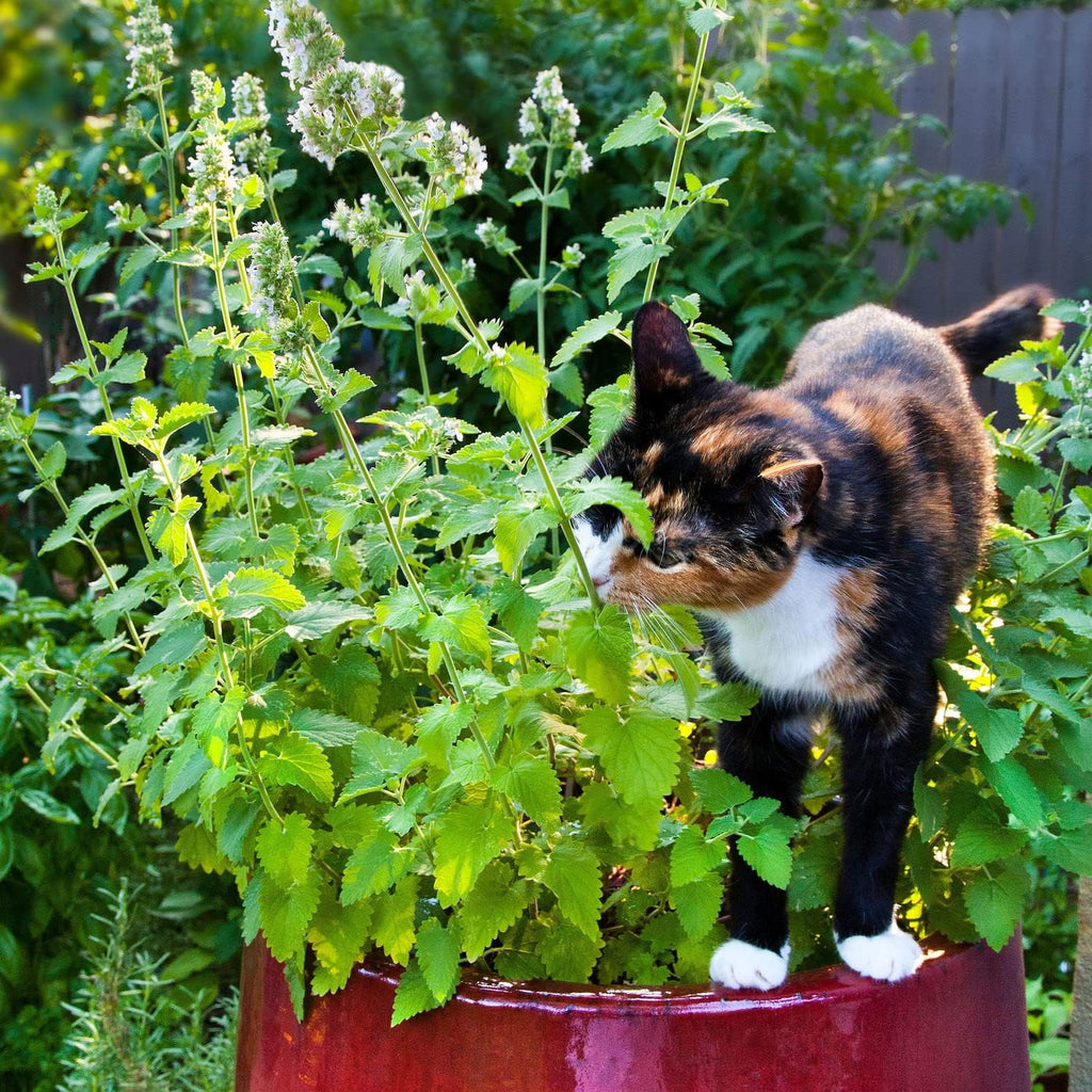 Four pack catnip herb plants in containers