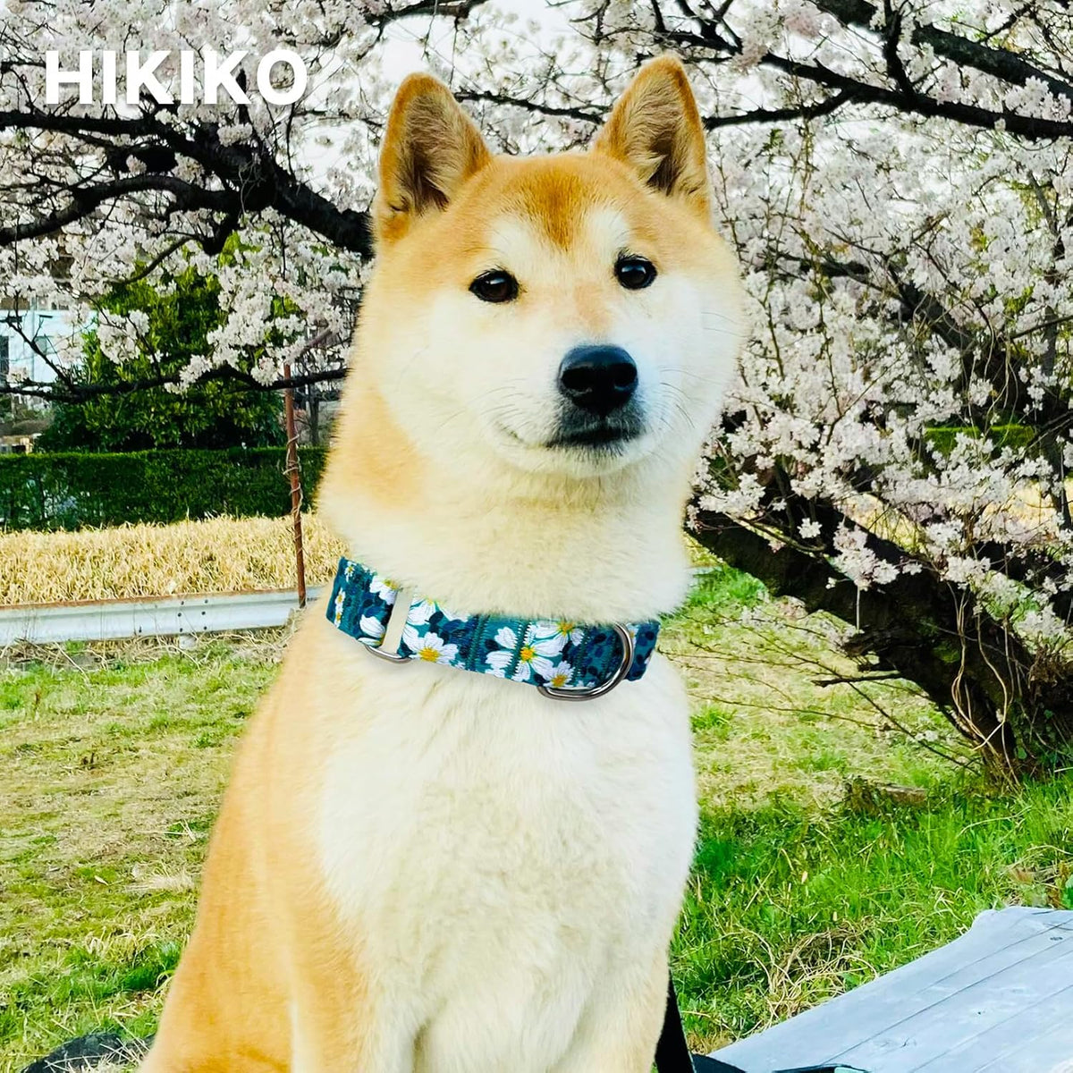 Hikiko floral patterned gentle control training collar for active dogs
