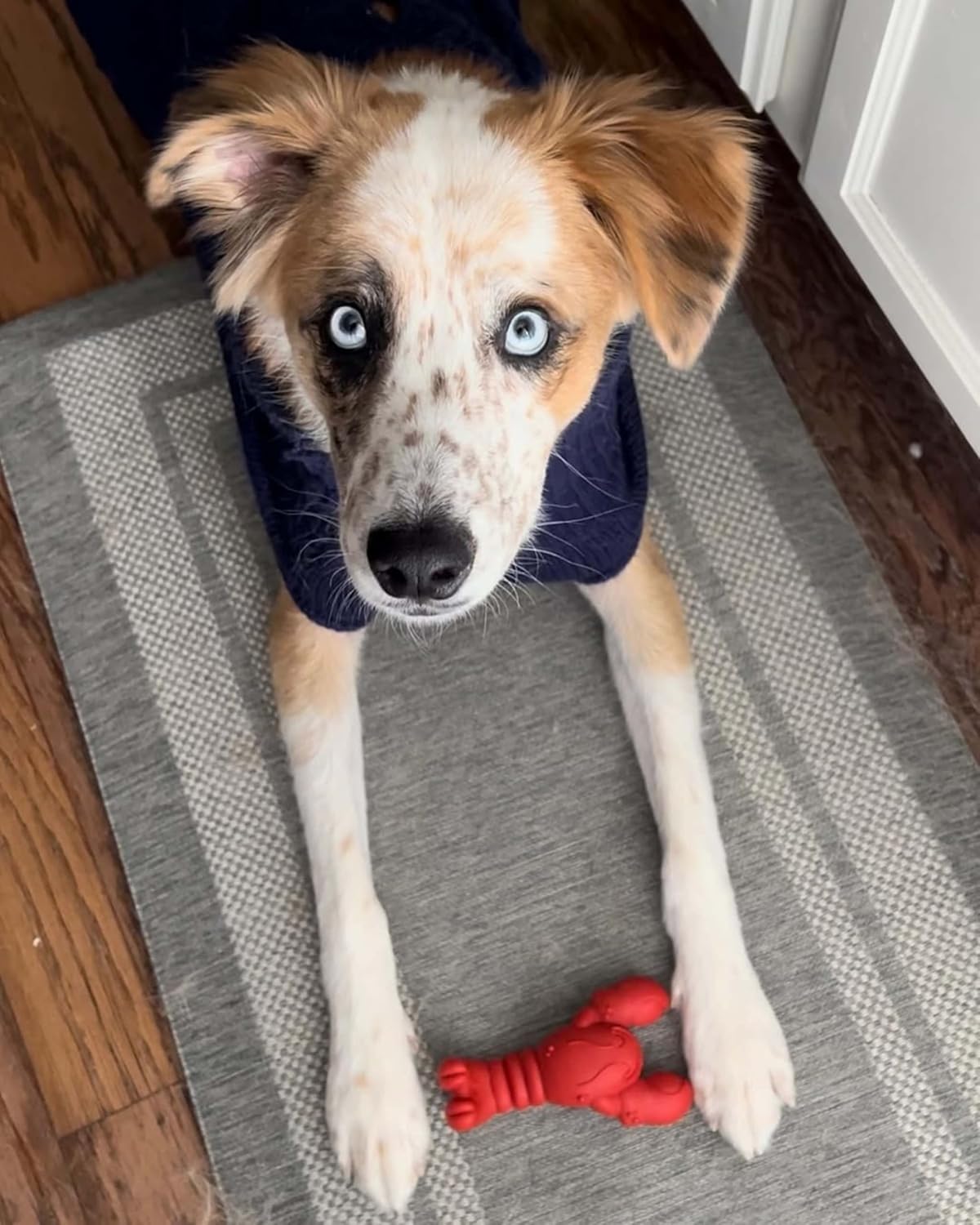 Nylabone Lobster Power Chew for small dogs